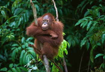 Borneo