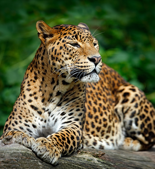 Leopardo en parque nacional de Yala, Sri Lanka