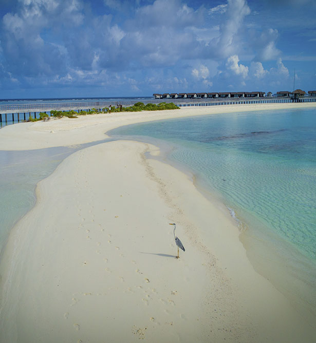Puente en The Residence at Dhigurah, Maldivas