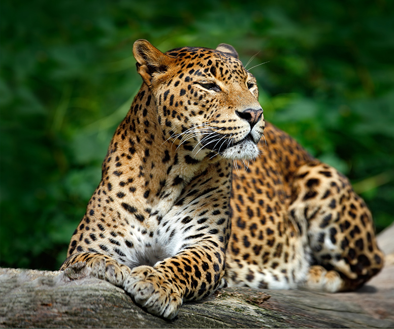 Leopardo en parque nacional de Yala, Sri Lanka
