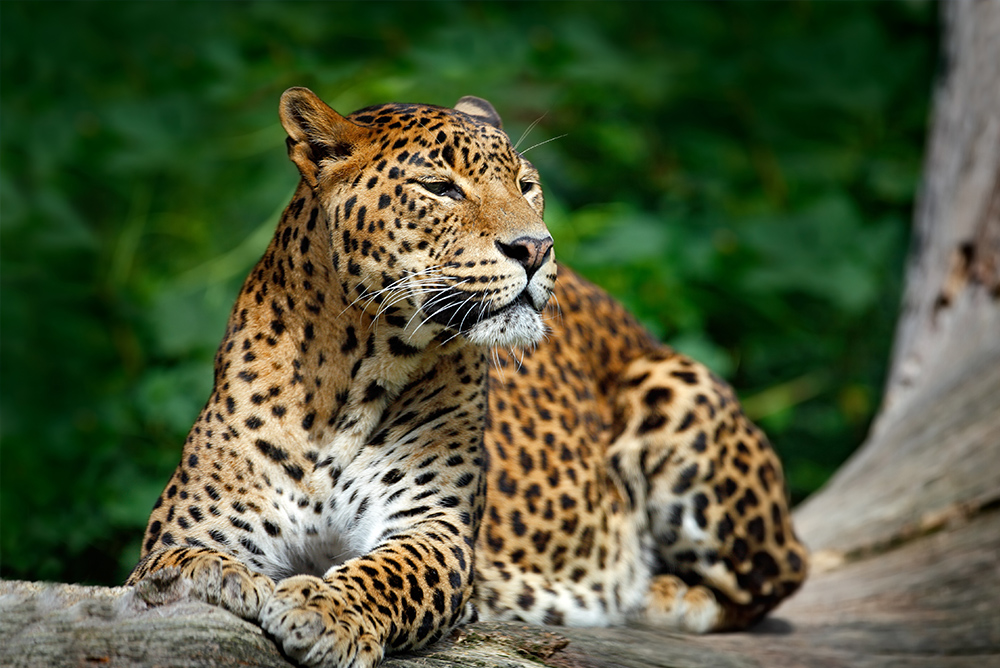 Leopardo en parque nacional de Yala, Sri Lanka