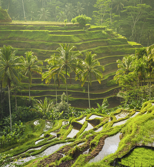 Arrozales en el interior de Bali