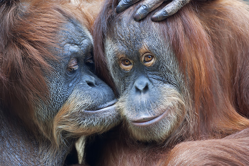Indonesia: Borneo, Java y Bali