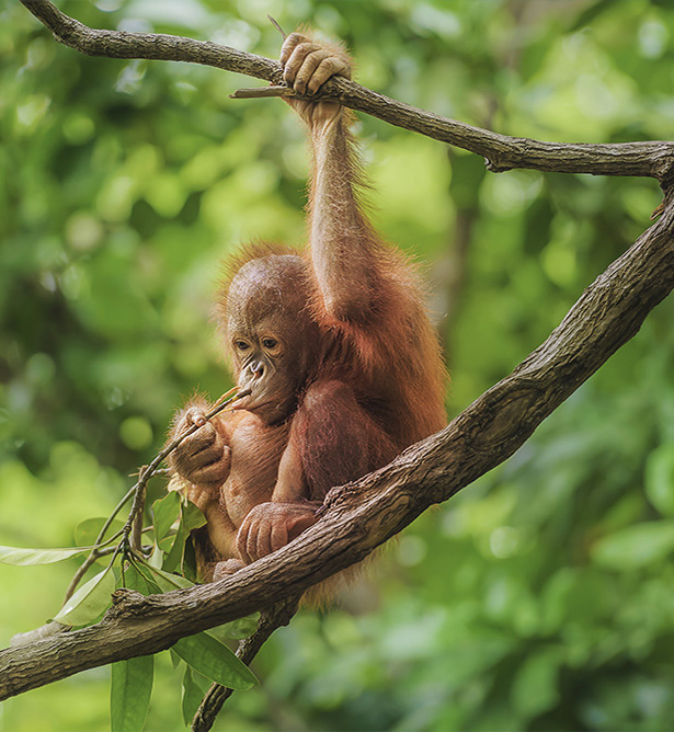 Orangután en Borneo