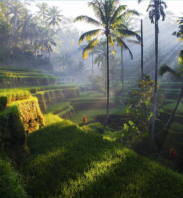 Gastronomía indonesia