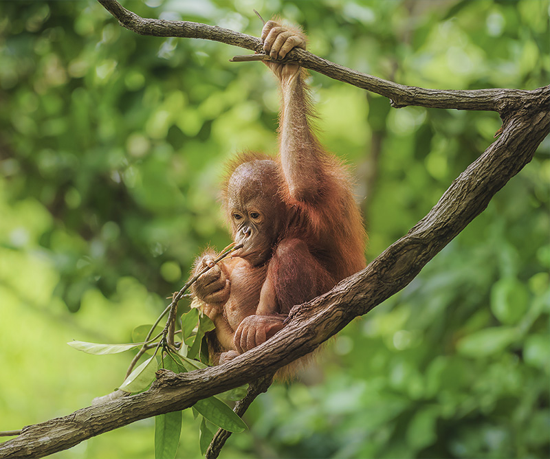 Orangután en Borneo