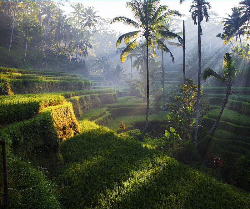 Gastronomía indonesia