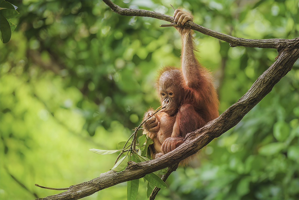Orangután en Borneo