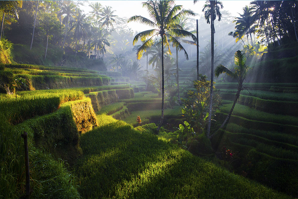 Gastronomía indonesia