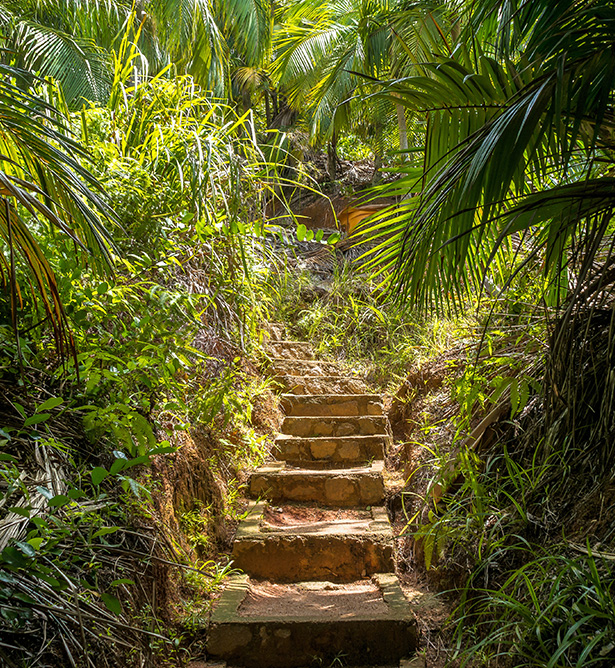 Naturaleza exuberante en Seychelles