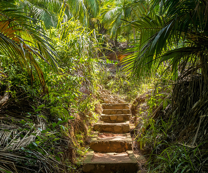 Naturaleza exuberante en Seychelles