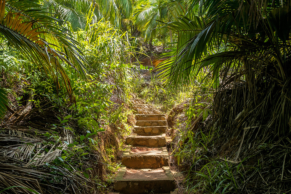 Naturaleza exuberante en Seychelles