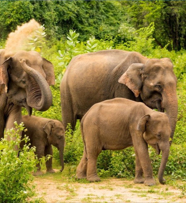 Safari entre elefantes, Sri Lanka