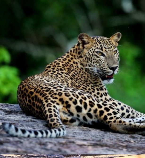 Majestuoso leopardo en safari en Sri Lanka