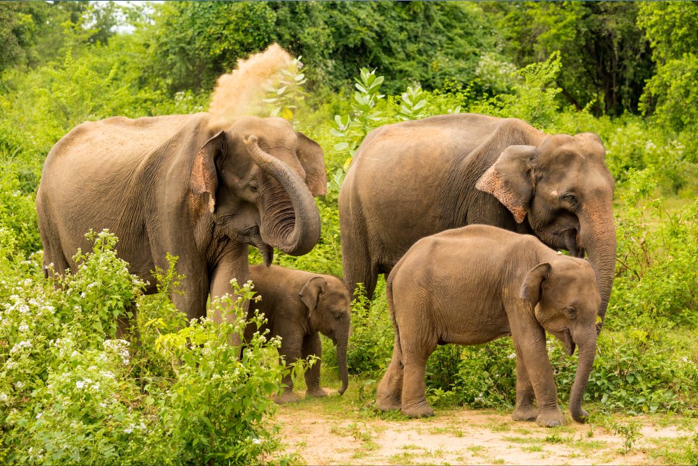 Safari entre elefantes, Sri Lanka