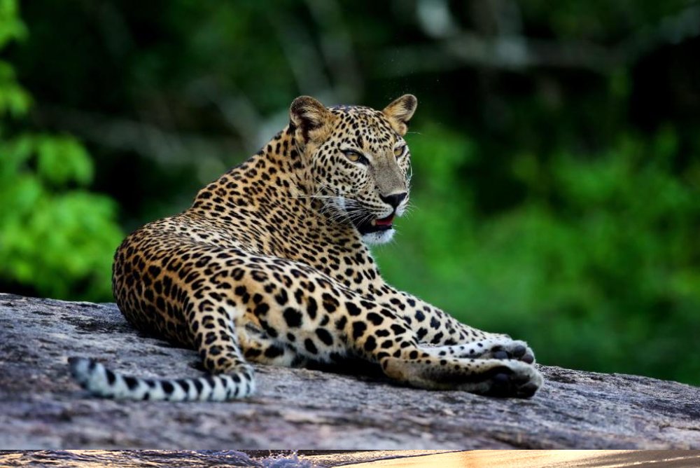 Majestuoso leopardo en safari en Sri Lanka